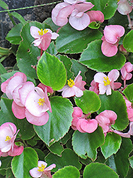 Prelude Pink Begonia (Begonia 'Prelude Pink') at A Very Successful Garden Center