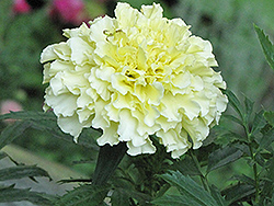 Primrose Lady Marigold (Tagetes erecta 'Primrose Lady') at A Very Successful Garden Center