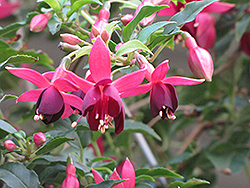 A Bit Of Red Fuchsia (Fuchsia 'A Bit Of Red') at Lakeshore Garden Centres