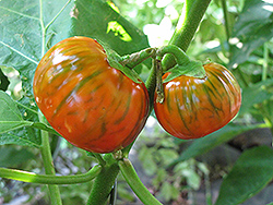 Turkish Orange Eggplant (Solanum aethiopicum 'Turkish Orange') at A Very Successful Garden Center
