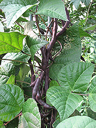 Trionfo Violetto Pole Bean (Phaseolus vulgaris 'Trionfo Violetto') at A Very Successful Garden Center