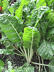 Fordhook Giant Swiss Chard (Beta vulgaris 'Fordhook Giant') at A Very Successful Garden Center