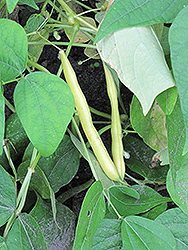 Improved Golden Wax Bush Bean (Phaseolus vulgaris 'Improved Golden Wax') at A Very Successful Garden Center