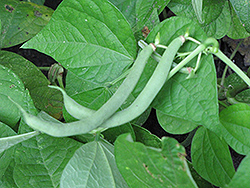 Tendergreen Improved Bush Bean (Phaseolus vulgaris 'Tendergreen Improved') at A Very Successful Garden Center