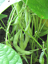 Burpee's Stringless Bush Bean (Phaseolus vulgaris 'Burpee's Stringless') at A Very Successful Garden Center