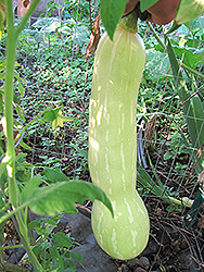 Tromboncino (Cucurbita moschata 'Tromboncino') at A Very Successful Garden Center