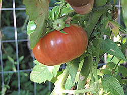Bali Tomato (Solanum lycopersicum 'Bali') at A Very Successful Garden Center