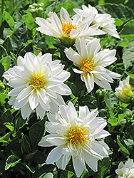 Dahlietta Blanca Dahlia (Dahlia 'Dahlietta Blanca') at A Very Successful Garden Center