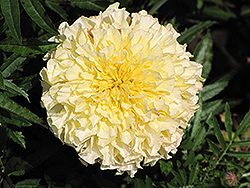Vanilla Marigold (Tagetes erecta 'Vanilla') at A Very Successful Garden Center