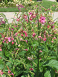 Whisper Rose Shades Flowering Tobacco (Nicotiana 'Whisper Rose Shades') at A Very Successful Garden Center