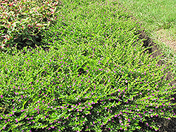 False Heather (Cuphea hyssopifolia) at A Very Successful Garden Center
