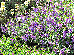 Serena Lavender Angelonia (Angelonia angustifolia 'Serena Lavender') at A Very Successful Garden Center