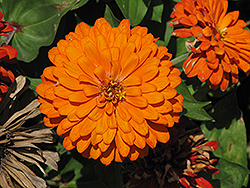Giant Dahlia-Flowered Orange Zinnia (Zinnia 'Giant Dahlia-Flowered Orange') at A Very Successful Garden Center