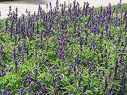 Gruppenblau Salvia (Salvia farinacea 'Gruppenblau') at Lakeshore Garden Centres