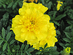 Yellow Boy Marigold (Tagetes patula 'Yellow Boy') at A Very Successful Garden Center