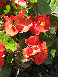Encore IV Red Begonia (Begonia 'Encore IV Red') at A Very Successful Garden Center