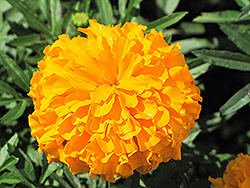 Jubilee Orange Marigold (Tagetes erecta 'Jubilee Orange') at Lakeshore Garden Centres