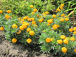 Jubilee Orange Marigold (Tagetes erecta 'Jubilee Orange') at A Very Successful Garden Center