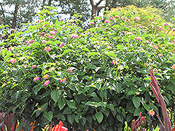 Luscious Tropical Fruit Lantana (Lantana camara 'Luscious Tropical Fruit') at A Very Successful Garden Center