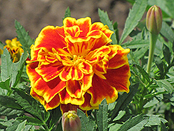 Safari Scarlet Marigold (Tagetes patula 'Safari Scarlet') at A Very Successful Garden Center