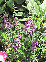 Serena Lilac Angelonia (Angelonia angustifolia 'Serena Lilac') at Lakeshore Garden Centres