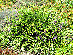 Lily Turf (Liriope spicata) at A Very Successful Garden Center