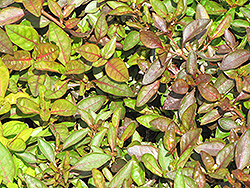 Versicolor Alternanthera (Alternanthera ficoidea 'Versicolor') at A Very Successful Garden Center