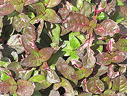 Variegata Rosea Alternanthera (Alternanthera lehmannii 'Variegata Rosea') at Lakeshore Garden Centres