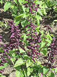 Empire Purple Sage (Salvia splendens 'Empire Purple') at Lakeshore Garden Centres
