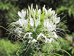 Sparkler White Spiderflower (Cleome hassleriana 'Sparkler White') at A Very Successful Garden Center