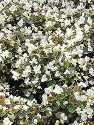 Bada Boom White Begonia (Begonia 'Bada Boom White') at Lakeshore Garden Centres