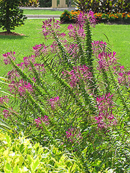 Violet Queen Spiderflower (Cleome hassleriana 'Violet Queen') at A Very Successful Garden Center