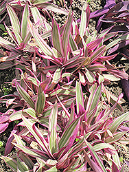 Variegated Moses In The Cradle (Tradescantia spathacea 'Variegata') at Lakeshore Garden Centres