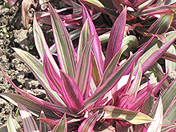 Variegated Moses In The Cradle (Tradescantia spathacea 'Variegata') at A Very Successful Garden Center