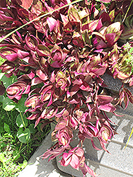 Purple Wandering Jew (Tradescantia fluminensis 'Purple') at A Very Successful Garden Center