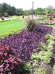 Purple Heart Spider Lily (Tradescantia pallida 'Purple Heart') at A Very Successful Garden Center