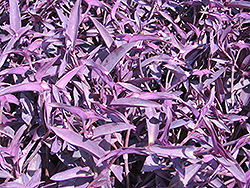 Purple Heart Spider Lily (Tradescantia pallida 'Purple Heart') at A Very Successful Garden Center