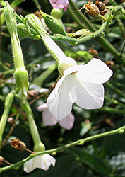 Whisper White Flowering Tobacco (Nicotiana 'Whisper White') at A Very Successful Garden Center