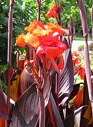 Red King Humbert Canna (Canna 'Red King Humbert') at A Very Successful Garden Center