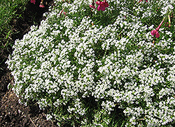 Wonderland White Alyssum (Lobularia maritima 'Wonderland White') at Lakeshore Garden Centres