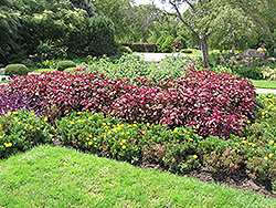 Magellanica Perilla (Perilla 'Magellanica') at A Very Successful Garden Center