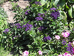 Fragrant Delight Heliotrope (Heliotropium arborescens 'Fragrant Delight') at A Very Successful Garden Center