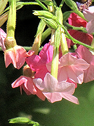 Whisper Rose Shades Flowering Tobacco (Nicotiana 'Whisper Rose Shades') at Lakeshore Garden Centres