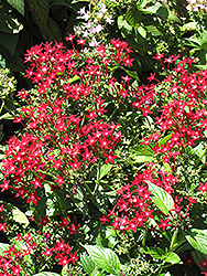 Starla Red Star Flower (Pentas lanceolata 'Starla Red') at A Very Successful Garden Center