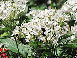 Starla White Star Flower (Pentas lanceolata 'Starla White') at A Very Successful Garden Center