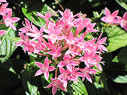 Starla Pink Star Flower (Pentas lanceolata 'Starla Pink') at A Very Successful Garden Center