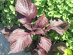 Purple Shiso Perilla (Perilla frutescens 'Purple Shiso') at A Very Successful Garden Center