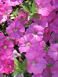 Easy Wave Pink Petunia (Petunia 'Easy Wave Pink') at The Mustard Seed