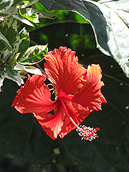 Variegated Hibiscus (Hibiscus rosa-sinensis 'Variegata') at A Very Successful Garden Center