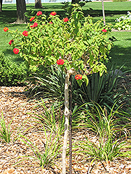 Luscious Citrus Blend Lantana (tree form) (Lantana camara 'Luscious Citrus Blend (tree form)') at A Very Successful Garden Center